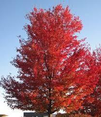 Paltin argintiu piramidal 4.00 - 4.50 m / Acer saccharinum "Pyramidale" / gradina-noastra