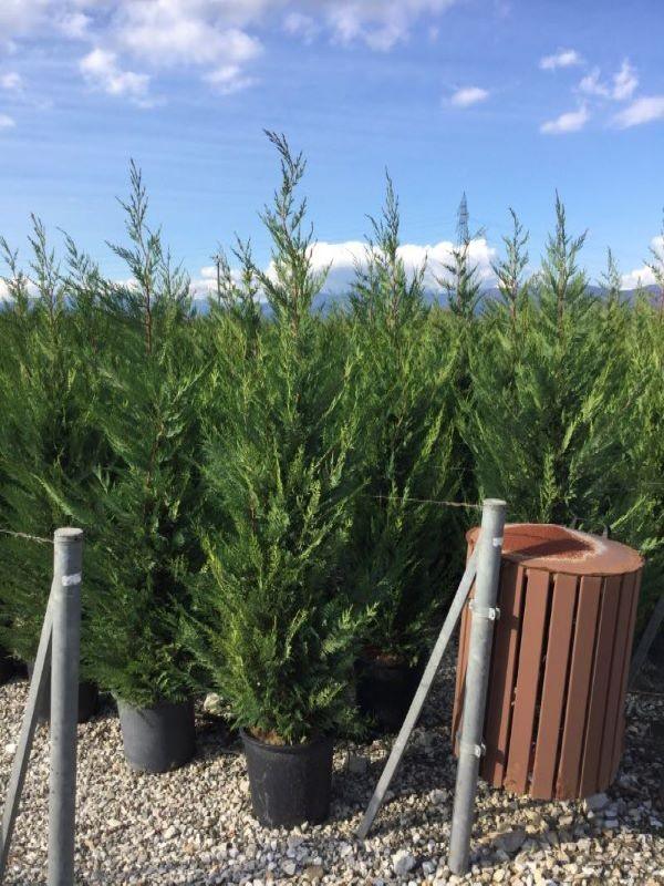Chiparos Leylandii în ghivece negre, Cupressocyparis leylandii, conici, ramuri dense, aranjament pentru gard viu