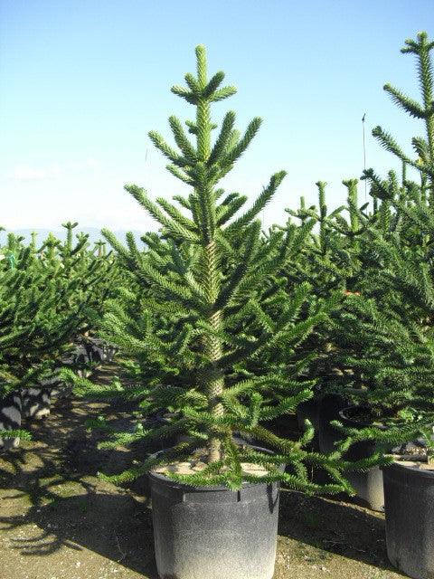 Araucaria 0.50 - 0.60 m / Araucaria araucana / gradina-noastra