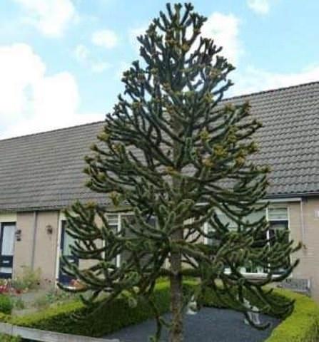 Araucaria 0.50 - 0.60 m / Araucaria araucana / gradina-noastra