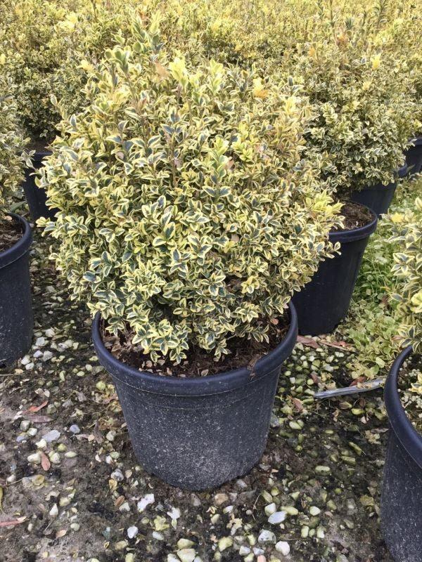Buxus auriu 0.30- 0.40 m / Buxus sempervirens „Elegans”/ gradina-noastra