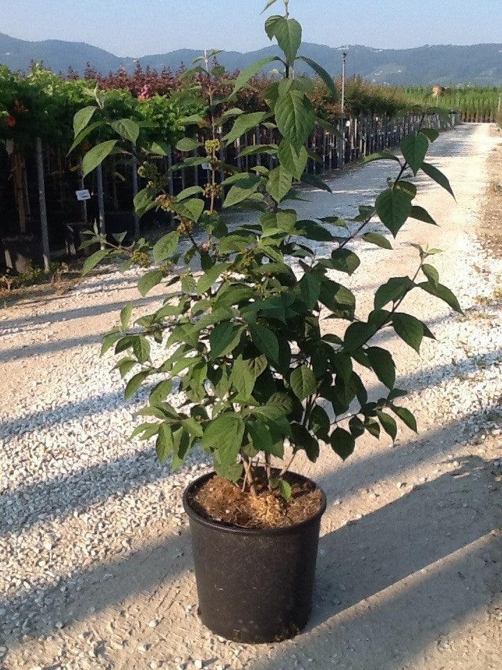 Calicarpa „Profusion” 0.50 - 0.70 m / Calicarpa bodinieri „Profusion”/ gradina-noastra