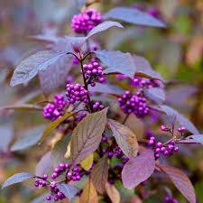 Calicarpa „Profusion” 0.50 - 0.70 m / Calicarpa bodinieri „Profusion”/ gradina-noastra