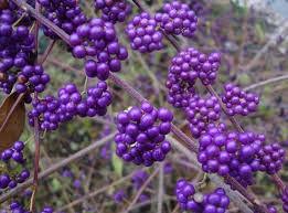 Calicarpa „Profusion” 0.50 - 0.70 m / Calicarpa bodinieri „Profusion”/ gradina-noastra