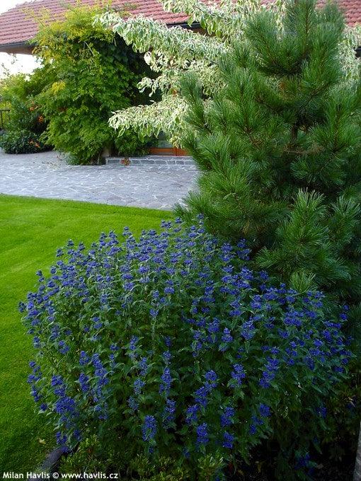 Caryopteris ”Heavently Bleu ” 0.30 - 0.50 m / Caryopteris x clandonensis ” Heavently Bleu ” / gradina-noastra