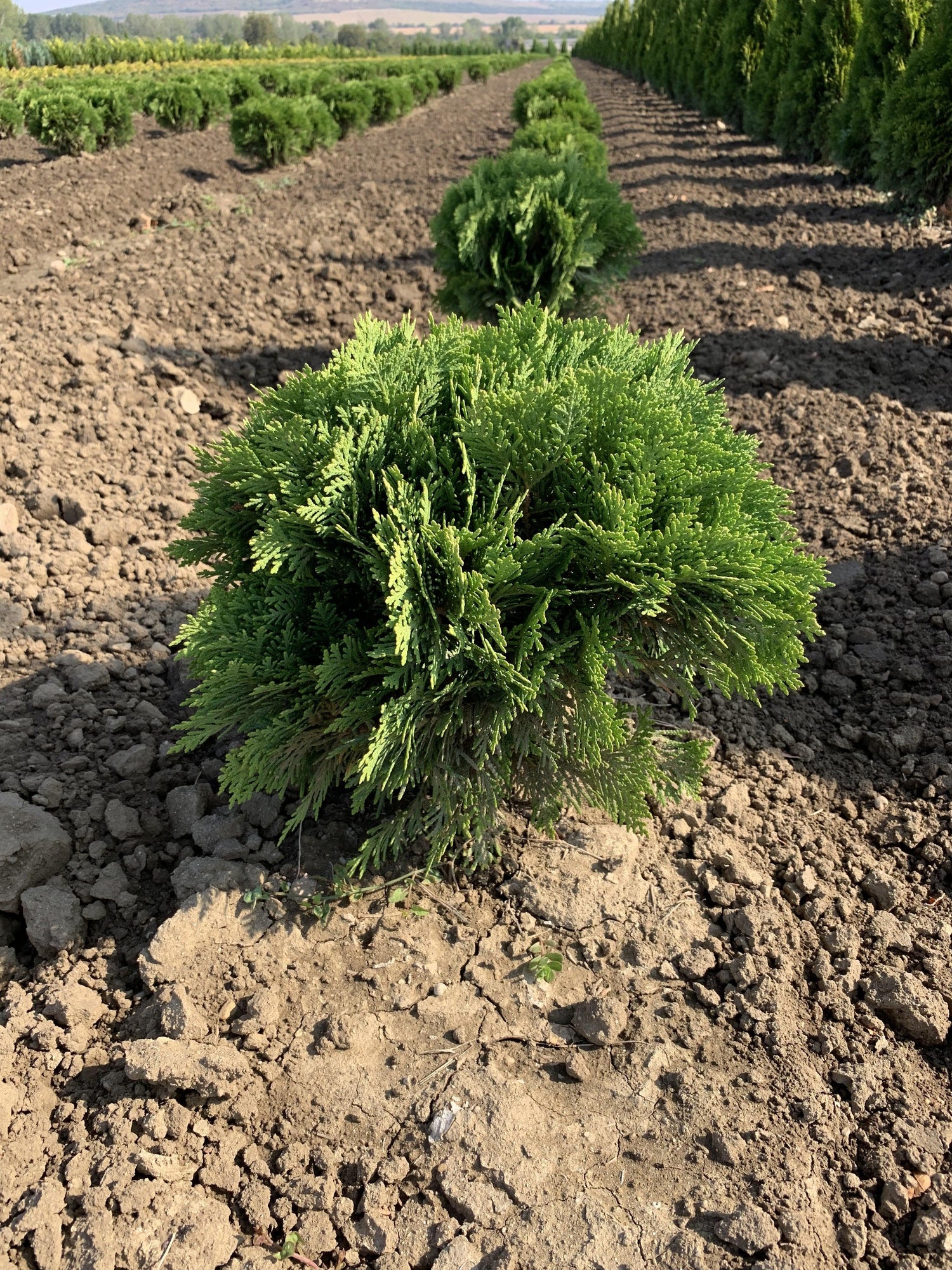 Tuia "Danica" 0.30 - 0.40 m / Thuja occidentalis "Danica" / gradina-noastra