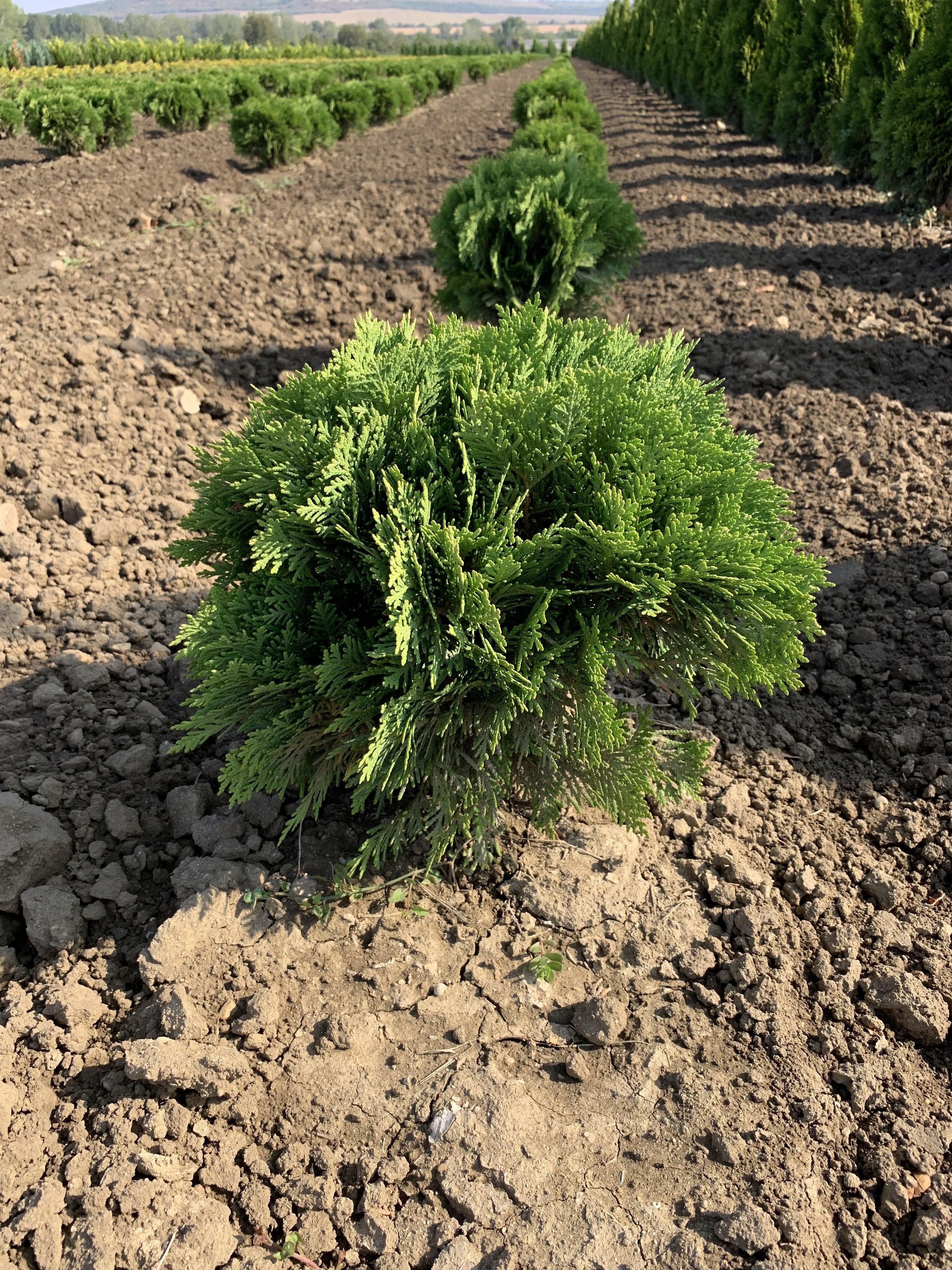Tuia "Danica" 0.30 - 0.40 m / Thuja occidentalis "Danica" / gradina-noastra