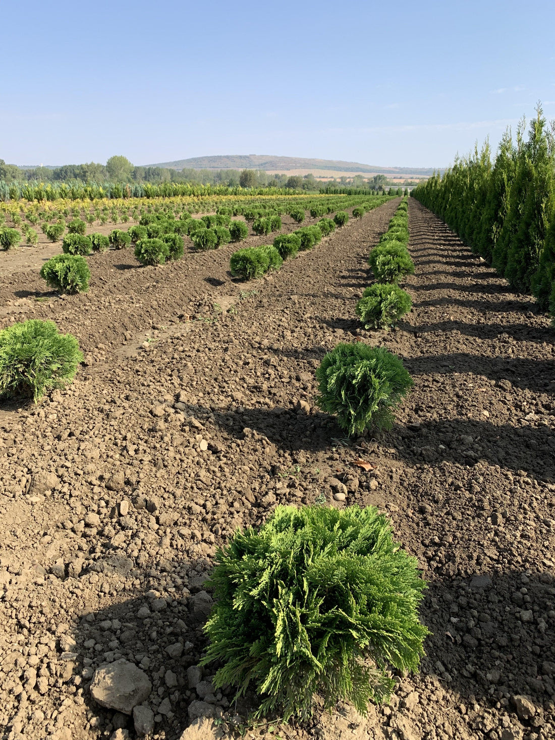 Tuia "Danica" 0.30 - 0.40 m / Thuja occidentalis "Danica" / gradina-noastra