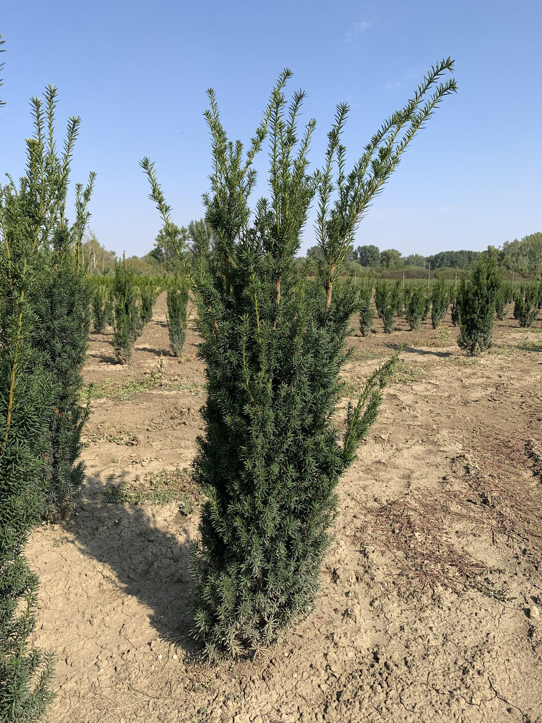 Tisa columnara "Hicksii" 1.50 - 1.70 m / Taxus x media "Hicksii" / gradina-noastra