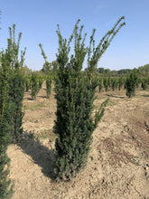 Tisa columnara  "Hicksii" 1.50 - 1.70 m / Taxus x media "Hicksii" / gradina-noastra
