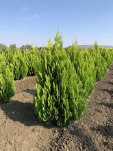 Tuia "Pyramidalis Aurea" 1.30 - 1.50 m /Thuja orientalis "Pyramidalis Aurea"/ gradina-noastra
