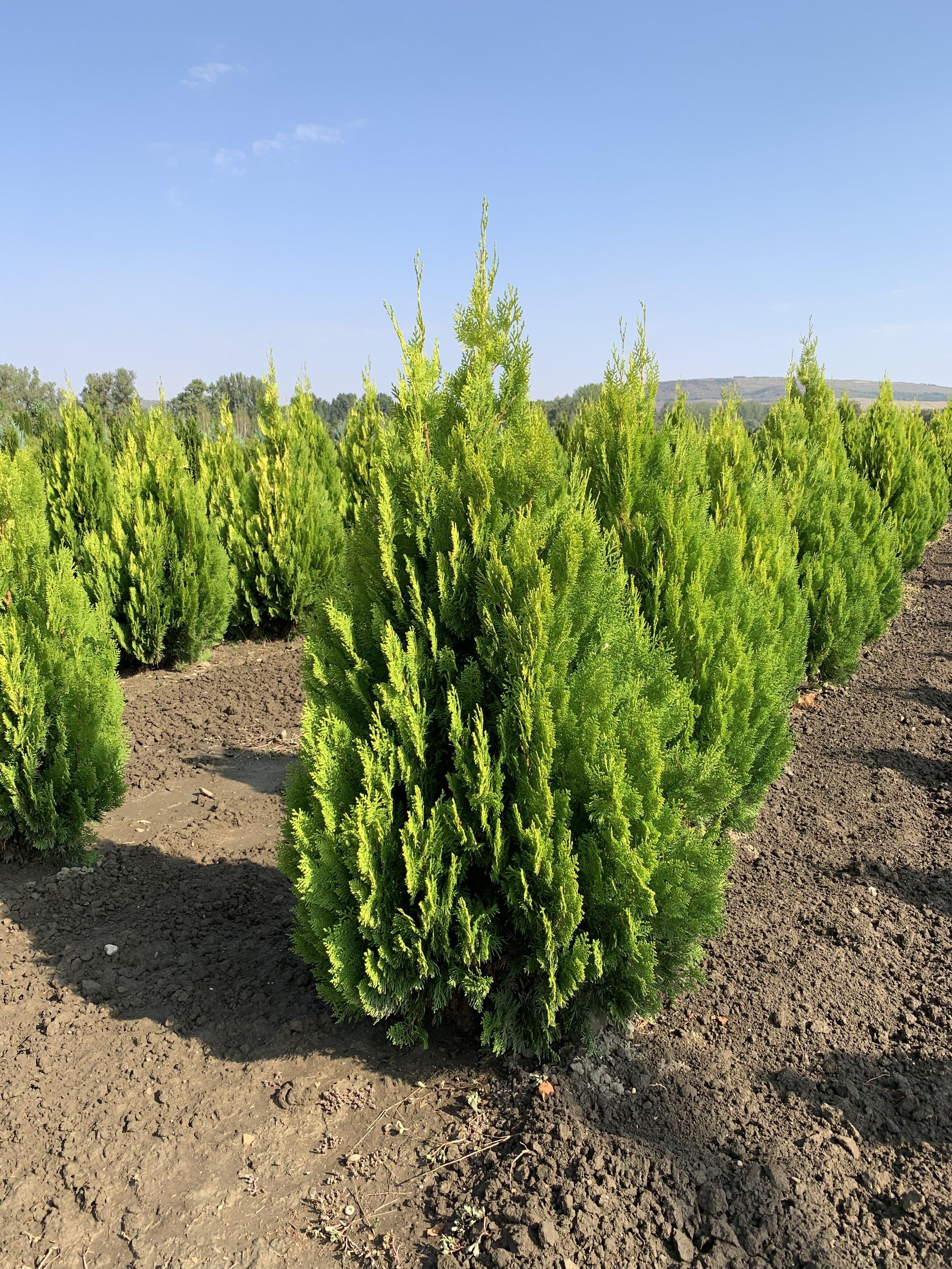 Tuia "Pyramidalis Aurea" 1.30 - 1.50 m /Thuja orientalis "Pyramidalis Aurea"/ gradina-noastra