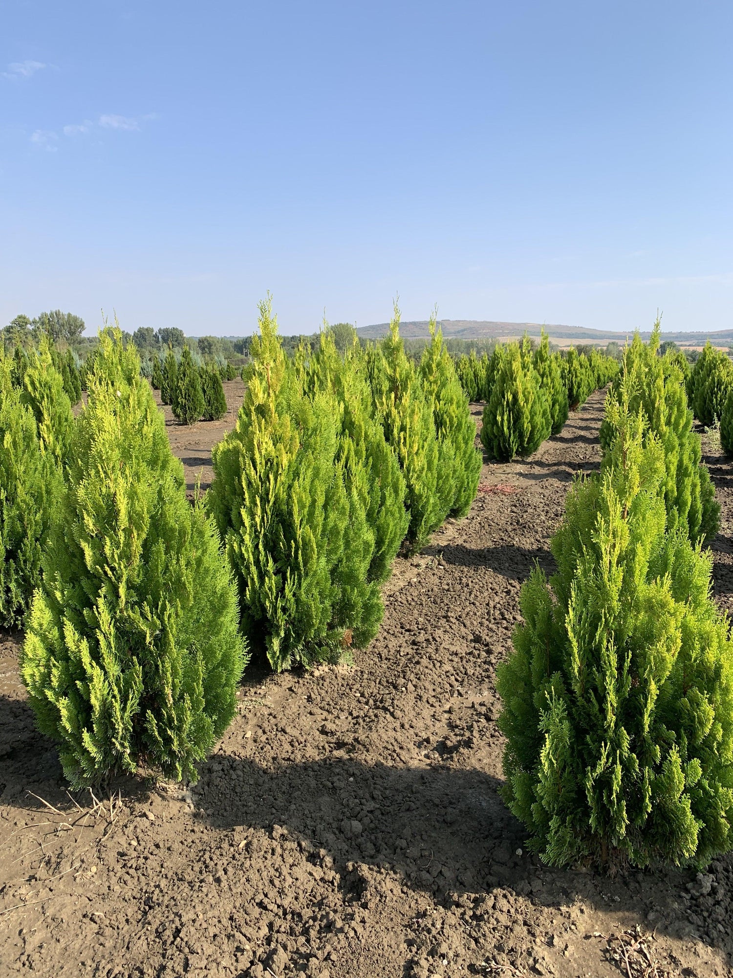 Tuia "Pyramidalis Aurea" 1.30 - 1.50 m /Thuja orientalis "Pyramidalis Aurea"/ gradina-noastra