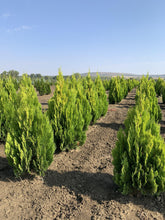 Tuia "Pyramidalis Aurea" 1.30 - 1.50 m /Thuja orientalis "Pyramidalis Aurea"/ gradina-noastra