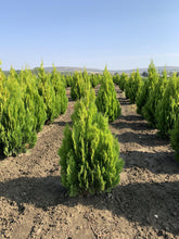 Tuia "Pyramidalis Aurea" 1.30 - 1.50 m /Thuja orientalis "Pyramidalis Aurea"/ gradina-noastra