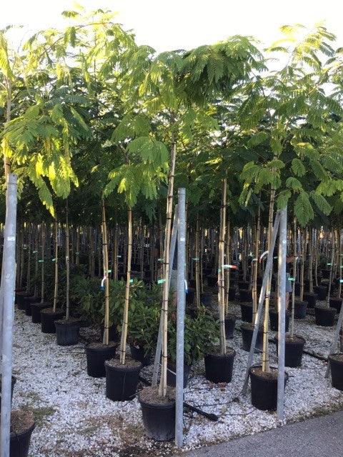 Arbore de matase 3.00 m - 3.50 m / Albizia julibrissin / gradina-noastra
