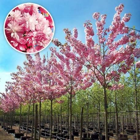 Cires japonez &quot;Kanzan&quot; 2.00 - 2.50 m / Prunus serrulata &quot;Kanzan&quot; / gradina-noastra