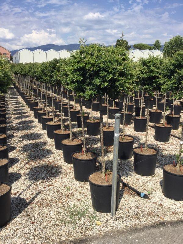 Catina ornamantala ""Navaho" 1.50 -1.70 m / Pyracantha coccinea "Navaho"/ gradina-noastra