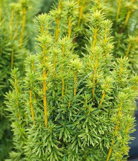 Tisa aurie columnara multitulpinala 1.00 - 1.40 m / Taxus baccata "Fastigiata Aurea" / by gradina-noastra