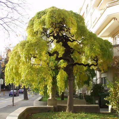 Salcam japonez pendul 2.00 - 2.50 m / Sophora japonica "Pendula" / gradina-noastra