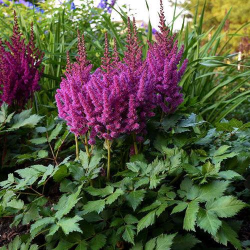 Astilbe chinensis "Purpulanze" Gradina Noastra
