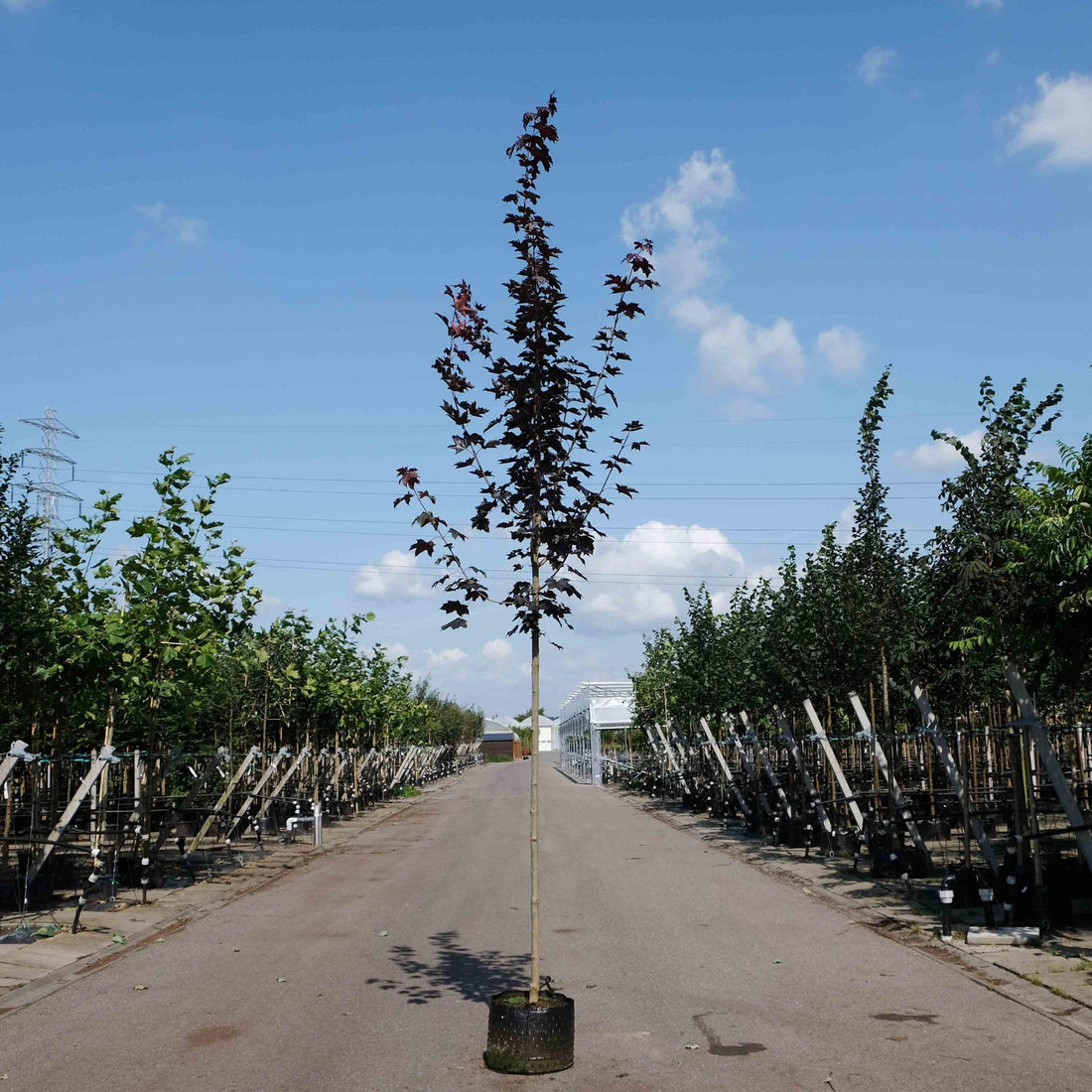 Artar rosu "Royal Red" 2.50 - 3.50 m / Acer platanoides "Royal Red"/ gradina-noastra