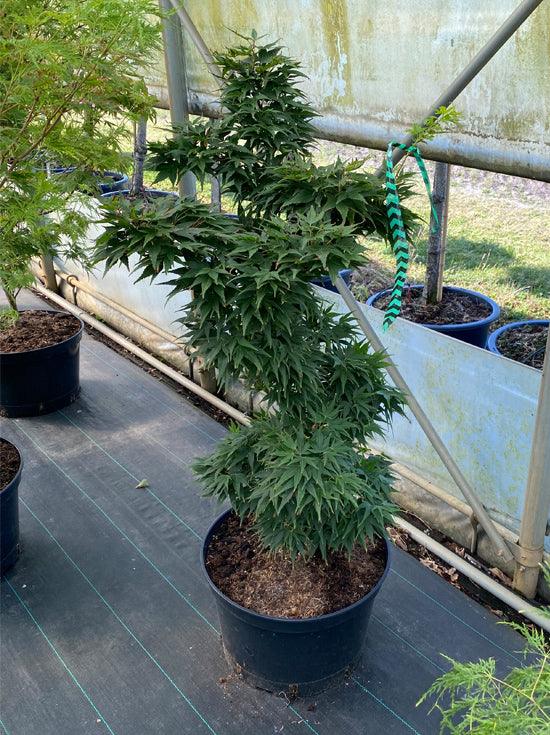 Artar japonez "Mikawa Yatsubusa" 0.60 - 0.80 m / Acer palmatum "Mikawa Yatsubusa" / gradina-noastra