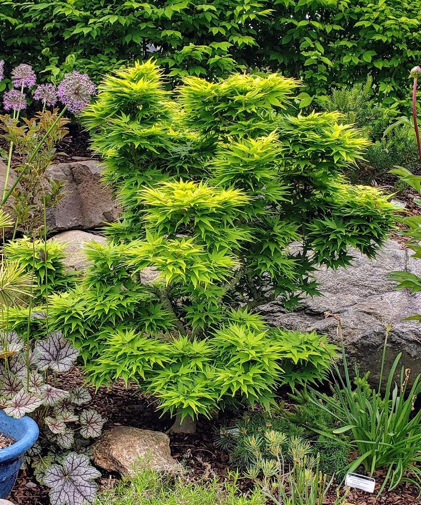 Artar japonez "Mikawa Yatsubusa" 0.60 - 0.80 m / Acer palmatum "Mikawa Yatsubusa" / gradina-noastra