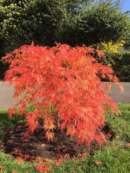 Artar japonez "Viridis" 1.50 - 1.70 m / Acer palmatum dissectum "Viridis" / gradina-noastra
