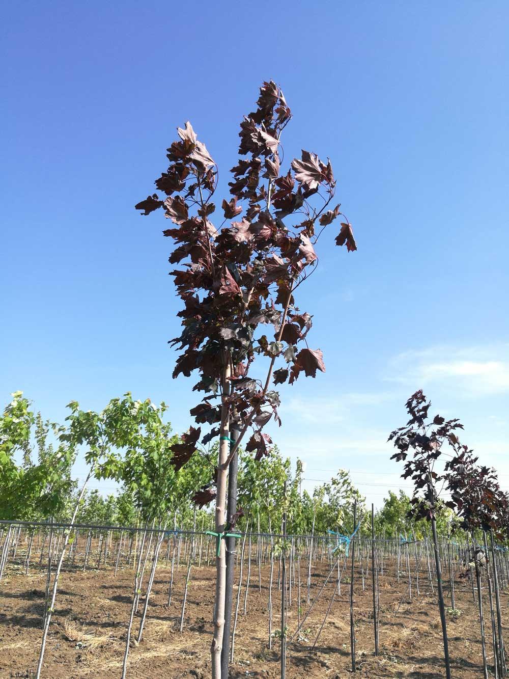 Artar rosu "Royal Red" 2.00 - 2.50 m / Acer platanoides "Royal Red"/ gradina-noastra