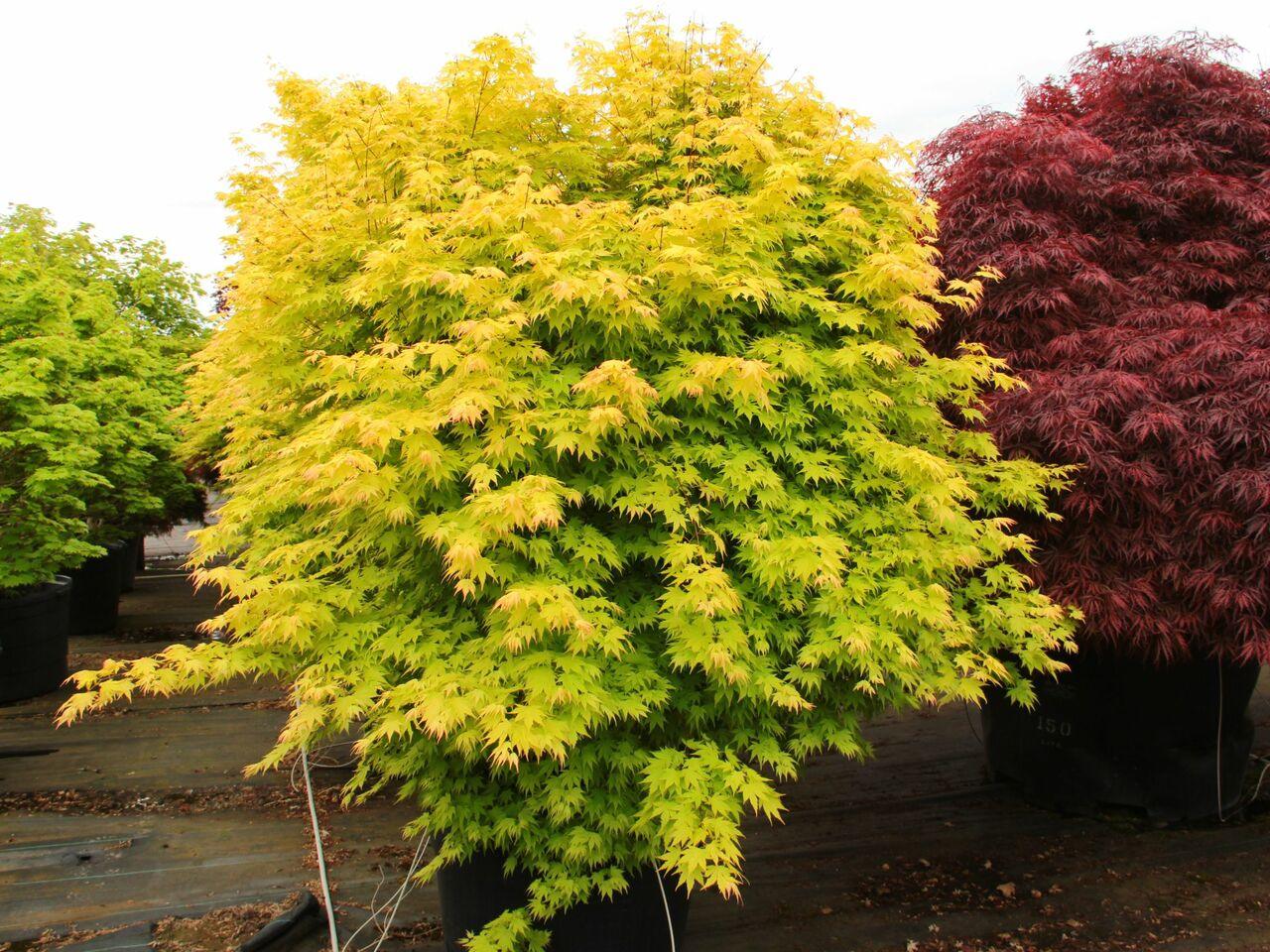 Artar japonez "Orange Dream" 1.00 - 1.30 m / Acer palmatum "Orange Dream" / gradina-noastra