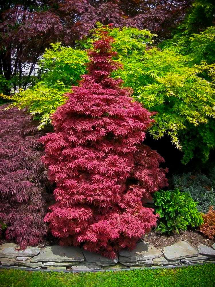 Artar japonez "Skeeters Broom" 1.00 - 1.30 m / Acer palmatum "Skeeters Broom" / gradina-noastra