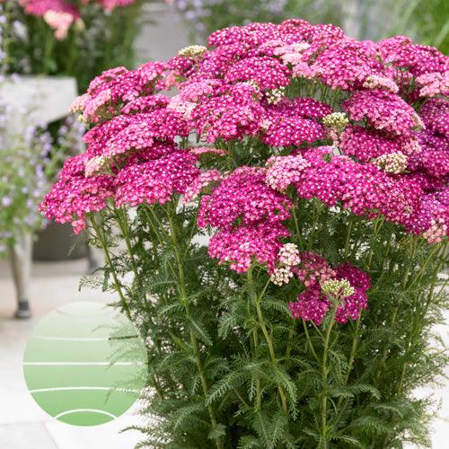 Achillea millefolium "Saucy Seduction" Gradina Noastra