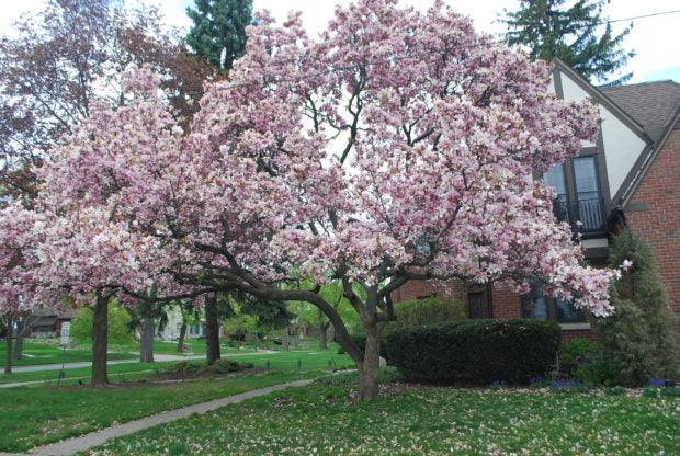 Magnolia "Soulangeana" 1.80 - 2.00 m / Magnolia "Soulangeana"/ gradina-noastra