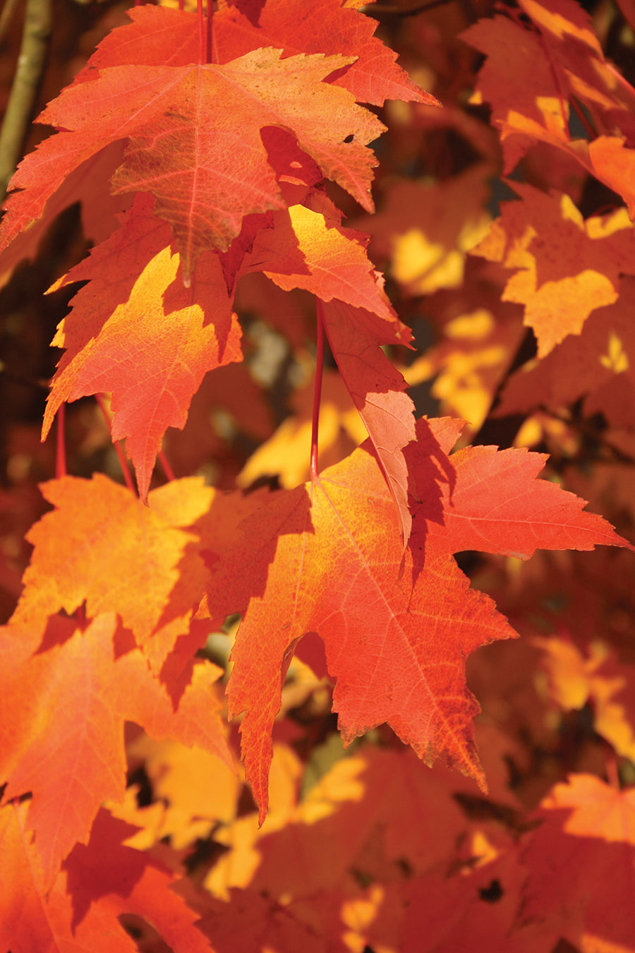 Artar rosu „Armstrong” 2.50 - 3.50 m / Acer rubrum „Armstrong” / by gradina-noastra