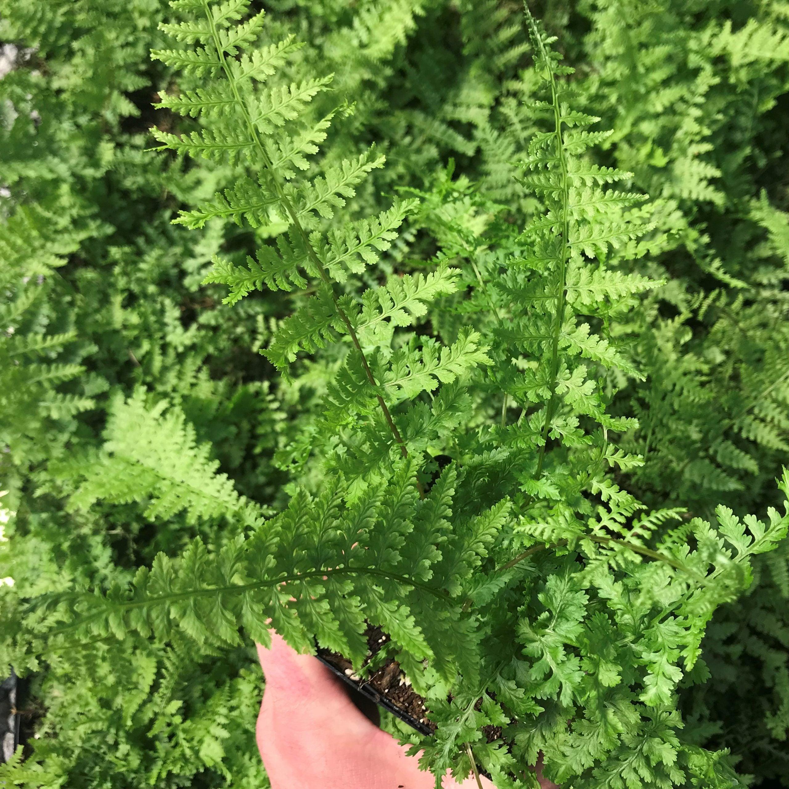 Athyrium filix-femina "Rotstiel" Gradina Noastra