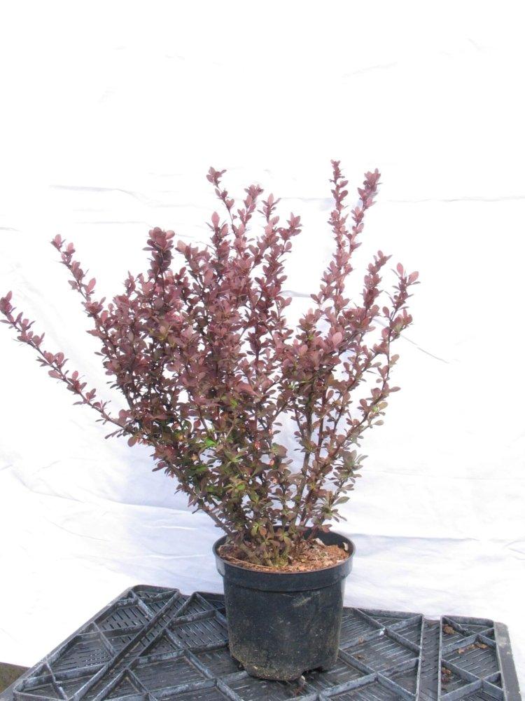 Berberis "Atropurpurea " 0.40 - 0.60 m /Berberis thunbergii "Atropurpurea "/ gradina-noastra