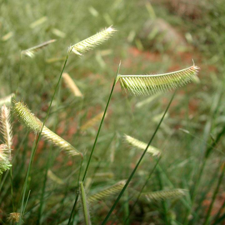 Bouteloua gracilis Gradina Noastra