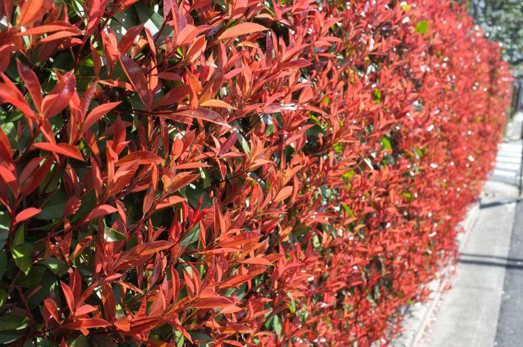 Photinia "Carre Rouge" gard viu / Photinia x fraseri "Carre Rouge"/ cu frunze roșii compacte, ideal pentru grădini și delimitări.