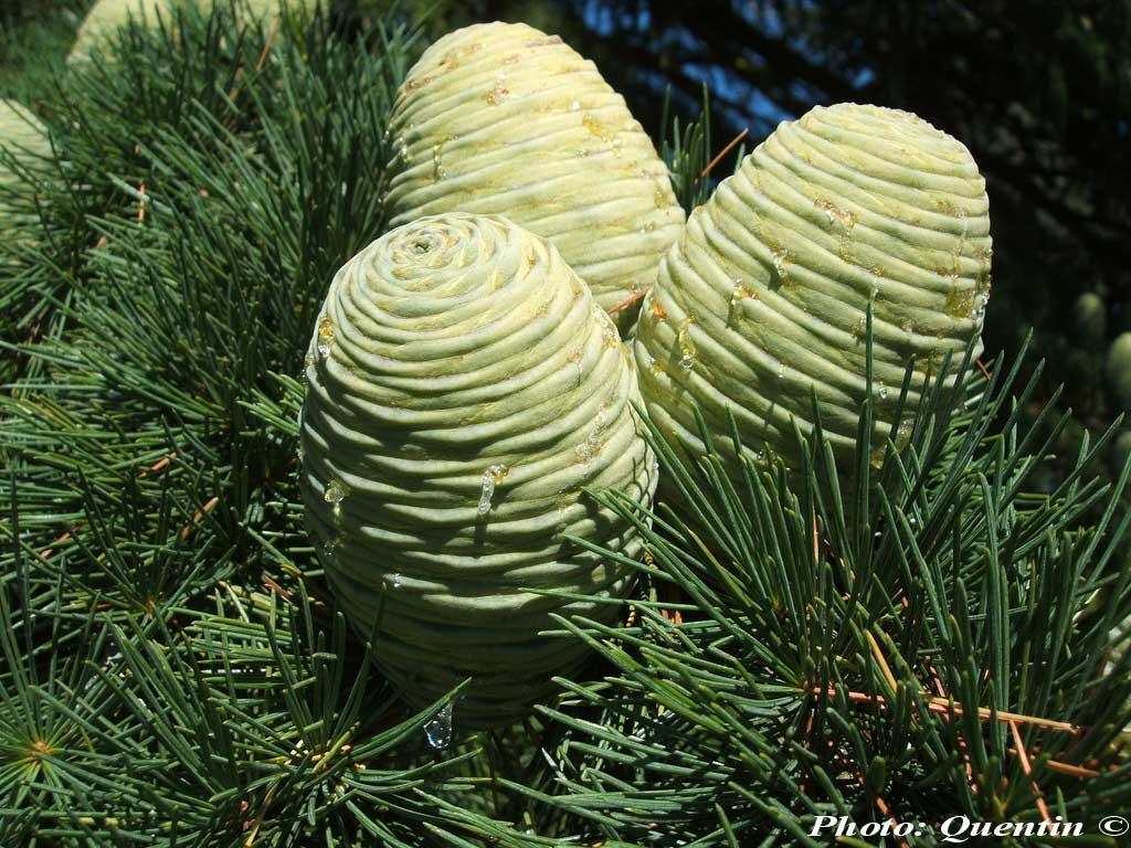 Cedru de Himalaya 2.50 - 3.00 m / Cedrus deodora / gradina-noastra