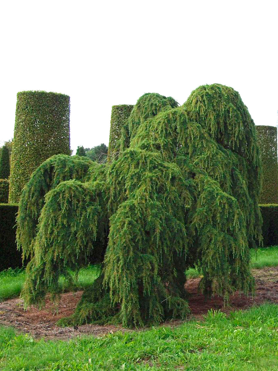 Cedru de Himalaya pendul 2.20 - 2.50 m / Cedrus deodara "Pendula" / by gradina-noastra