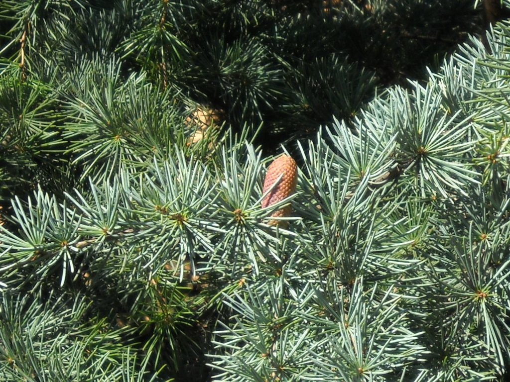 Cedru argintiu-albastru "Silberspitz" 1.30 - 1.50 m / Cedrus atlantica "Silberspitz" / - Gradina Noastra