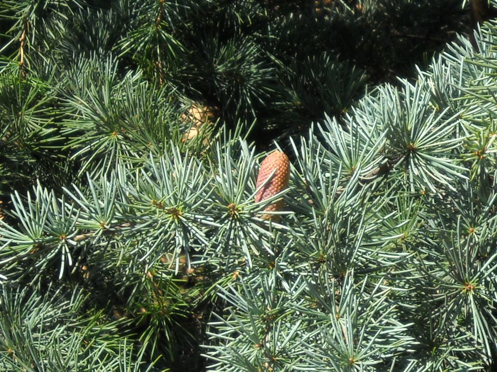 Silver-blue cedar &quot;Silberspitz&quot; 1.30 - 1.50 m / Cedrus atlantica &quot;Silberspitz&quot; /