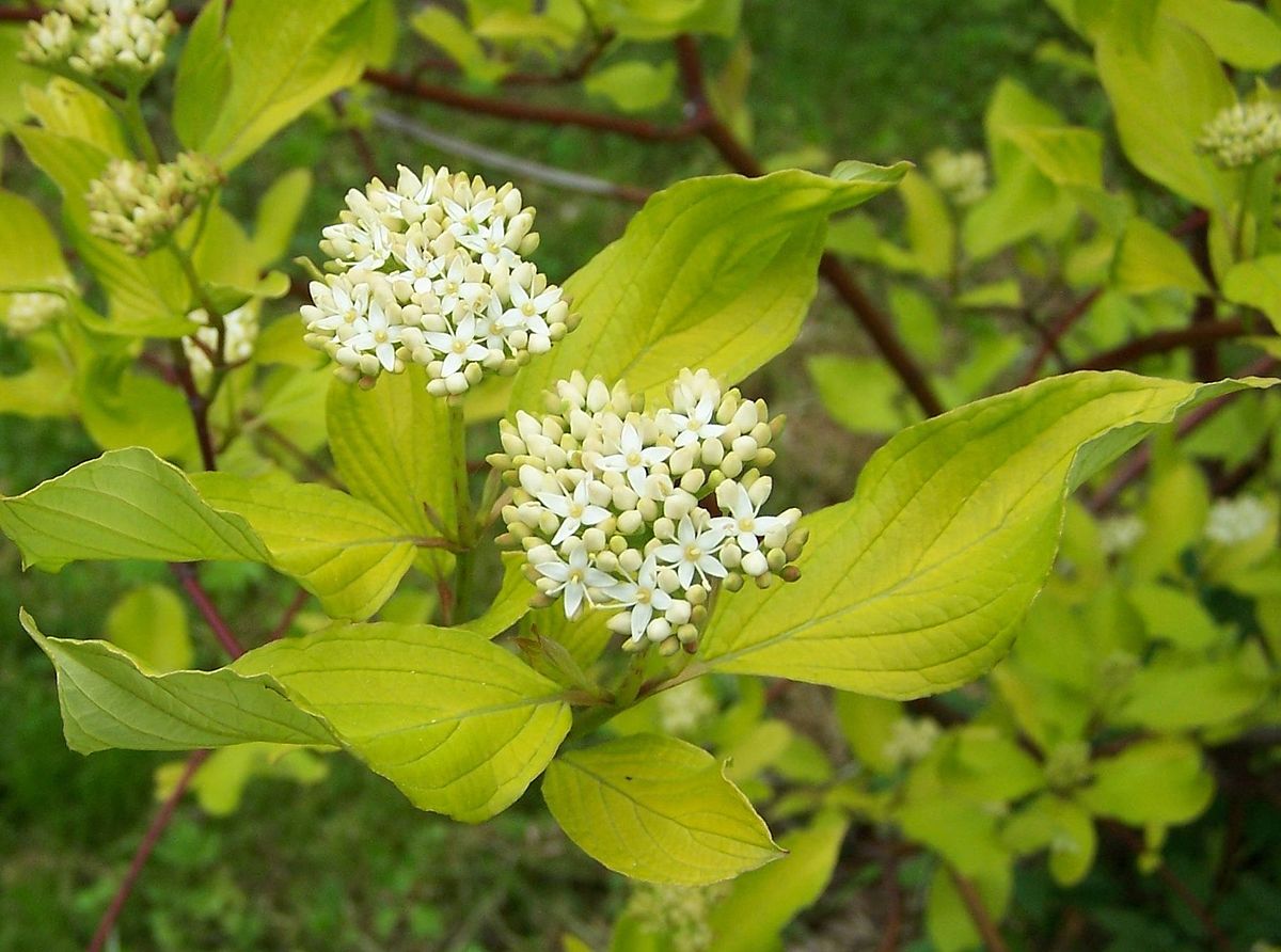 Corn "Aurea" 0.60 -1.00 m / Cornus alba „Aurea”/ by gradina-noastra