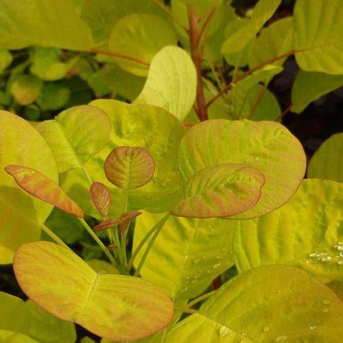 Scumpie „Golden Spirit” 0.40 - 0.60 m / Cotinus coggygria „Golden Spirit” / gradina-noastra