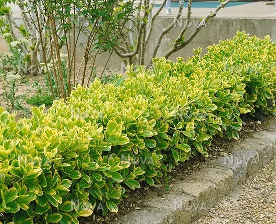Euonymus " Elegant Aureus " 0.60 -0.80 m / Euonymus jap. "Elegant Aureus"/ gradina-noastra