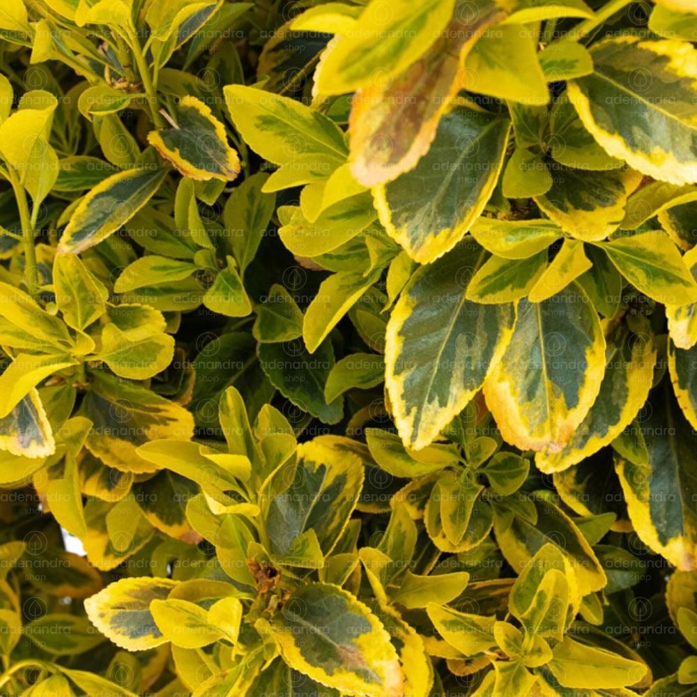 Euonymus " Elegant Aureus " 0.60 -0.80 m / Euonymus jap. "Elegant Aureus"/ gradina-noastra