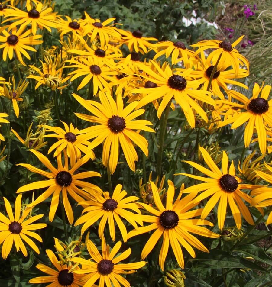 Rudbeckia fulgida Forever Gold’ Gradina Noastra