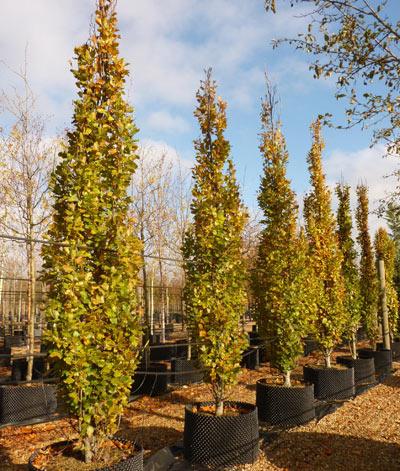 Fag columnar "Dawyck Gold" 1.20 - 1.50 m / Fagus sylvatica „Dawyck Gold” / gradina-noastra