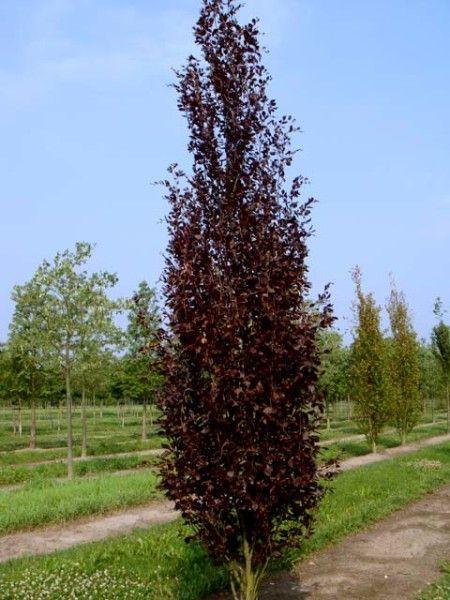 Fag columnar "Dawyck Purple" 1.20 - 1.50 m / Fagus sylvatica „Dawyck Purple” / gradina-noastra